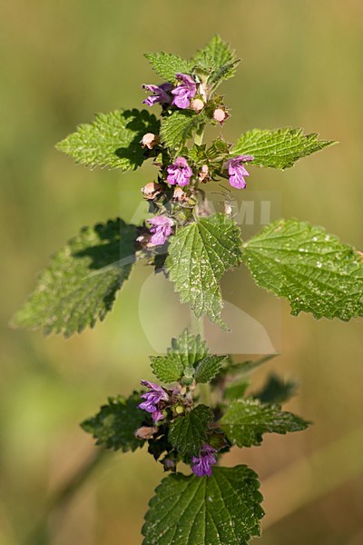 Stinkende ballote; Black horehound stock-image by Agami/Arnold Meijer,