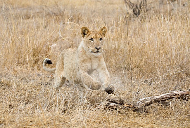 Jonge Afrikaanse Leeuw; Young African Lion stock-image by Agami/Marc Guyt,