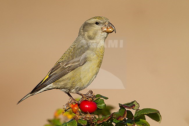 Parrot Crossbill - Kiefernkreuzschnabel - Loxia pytyopsittacus, Germany. female stock-image by Agami/Ralph Martin,