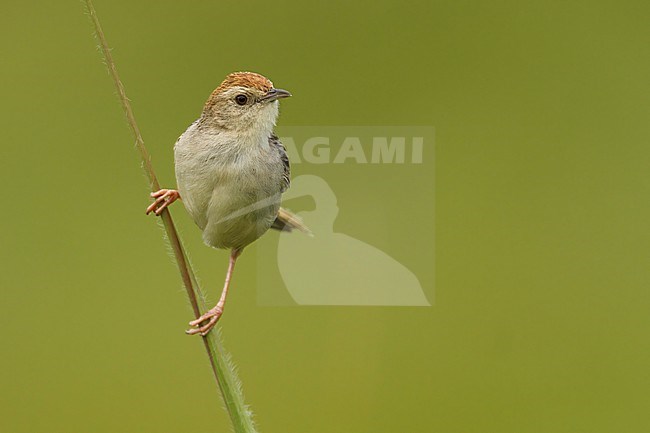 Levaillant's Cisticola (Cisticola tinniens) Perched in grass  in South Africa stock-image by Agami/Dubi Shapiro,