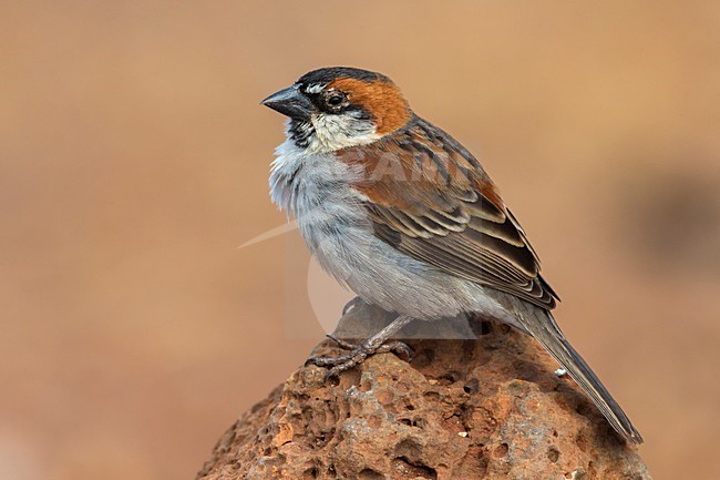 Mannetje Kaapverdische Mus; Iago Sparrow male stock-image by Agami/Daniele Occhiato,