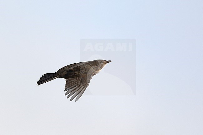 Adult female Common Blackbird (Turdus merula) in flight at Rudersdal, Denmark stock-image by Agami/Helge Sorensen,