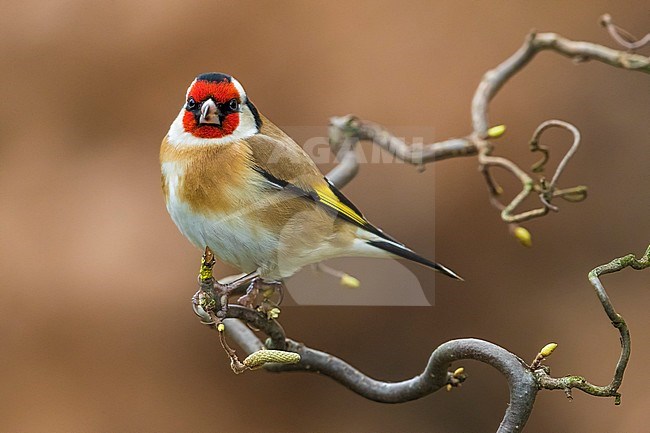 European Goldfinch; Carduelis carduelis stock-image by Agami/Daniele Occhiato,