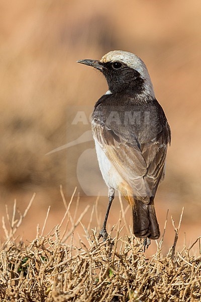 Red-rumped Wheatear (Oenanthe moesta), back view of an adult male standing on a bush in Morocco stock-image by Agami/Saverio Gatto,