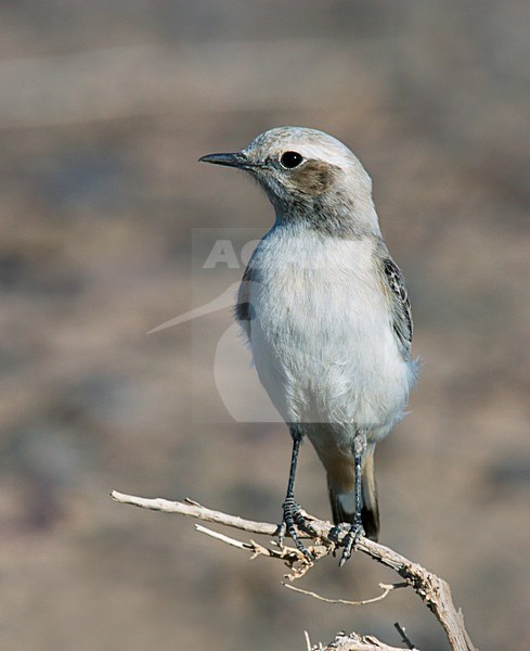 Vrouwtje Westelijke Rouwtapuit; Female Western Mourning Wheatear stock-image by Agami/Ran Schols,