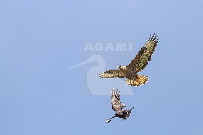 Long-legged Buzzard - Adlerbussard - Buteo rufinus ssp. rufinus, Kazakhstan, adult stock-image by Agami/Ralph Martin,