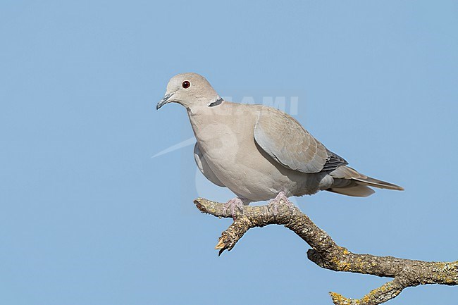 Adult
Santa Barbara Co., CA
November 2022 stock-image by Agami/Brian E Small,