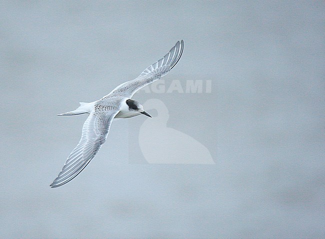 First-winter Arctic Tern (Sterna paradisaea) in flight on an inland lake in Limburg, Netherlands. A rare sight so far from the sea. stock-image by Agami/Ran Schols,