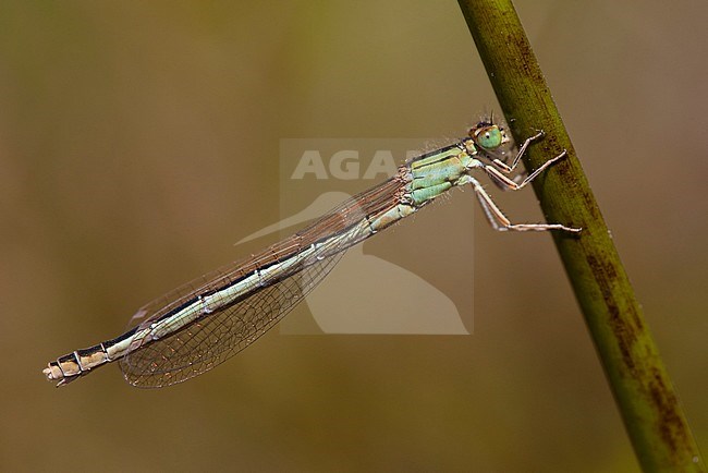 Adult female Scarce Blue-tailed Damselfly (Ischnura pumilio) resting on a stem at the Hatertse Vennen in the Netherlands. stock-image by Agami/Fazal Sardar,