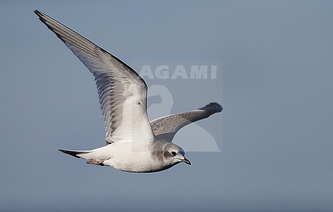 First-winter Sabine's Gull (Xema sabini) offshore over the sea at Sjællands Odde in Denmark. stock-image by Agami/Helge Sorensen,