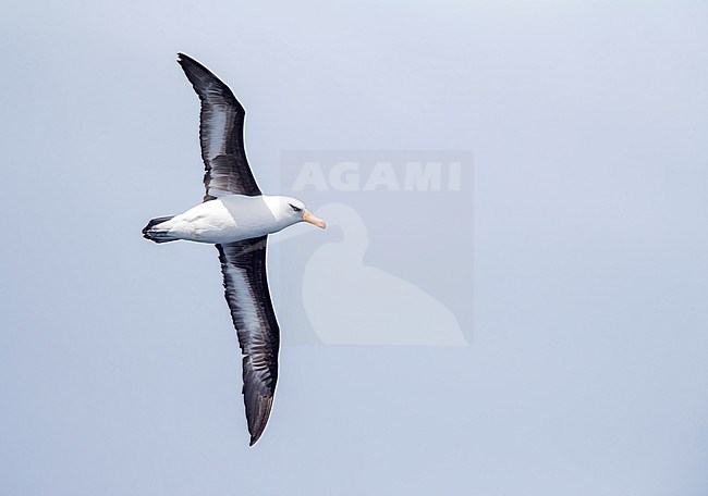 Campbell Albatross (Thalassarche impavida), also known as Campbell Mollymawk, in flight above the southern Pacific ocean near New Zealand. stock-image by Agami/Marc Guyt,
