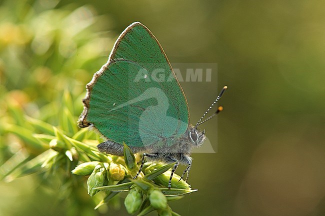 Groentje / Green Hairstreak (Callophrys rubi) stock-image by Agami/Wil Leurs,