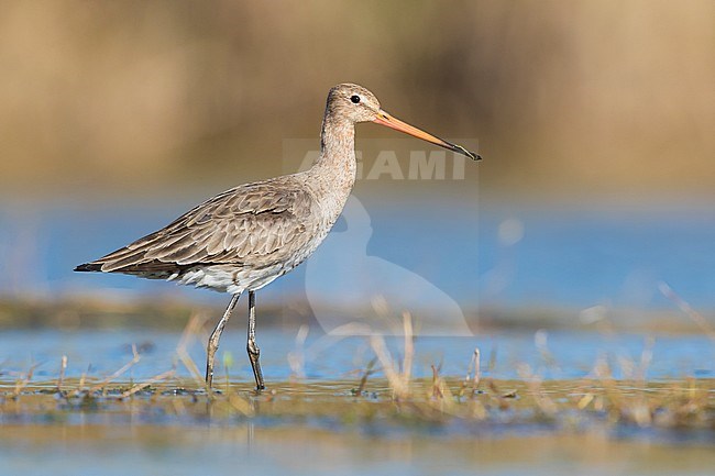 Black-tailed Godwit (Limosa limosa), adult in winter plumage standing in a swamp stock-image by Agami/Saverio Gatto,