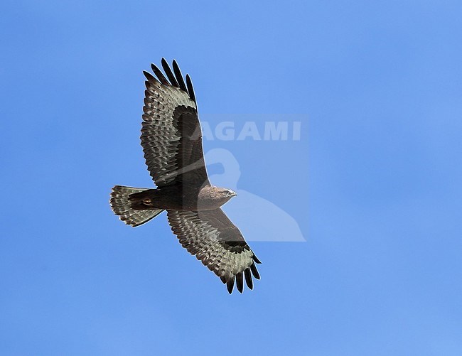 Upland Buzzard, Buteo hemilasius, in Mongolia. stock-image by Agami/Aurélien Audevard,