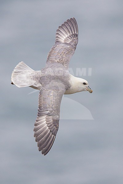 Northern Fulmar (Fulmarus glacialis auduboni), adult in flight seen from the above, Capital Region, Iceland stock-image by Agami/Saverio Gatto,