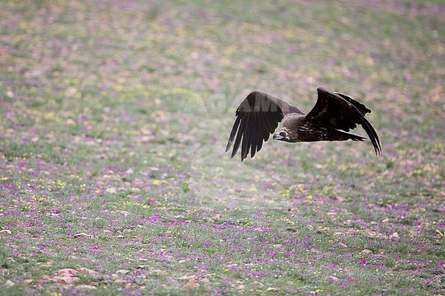 An adult Cinereous Vulture or Black Vulture (Aegypius monachus) in flight above pink blossoms in the mongolian steppe stock-image by Agami/Mathias Putze,