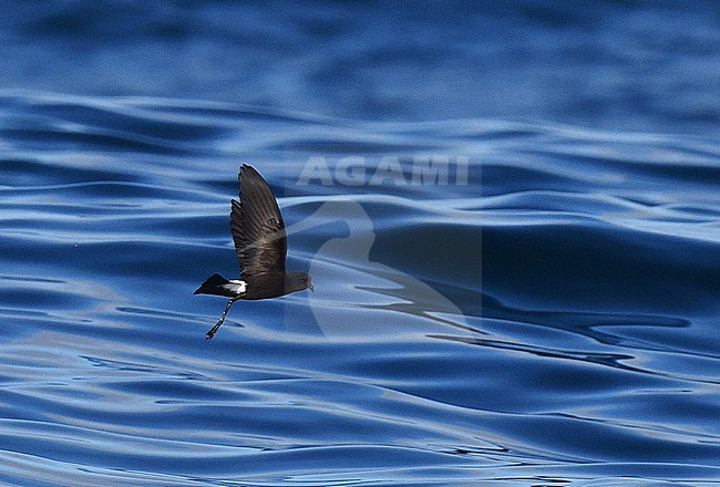 Wilson's Storm Petrel (Oceanites oceanicus) flying over the Atlantic ocean off Portugal. stock-image by Agami/Laurens Steijn,