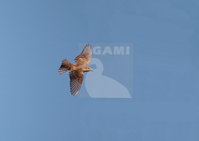 Spotted Flycatcher (Muscicapa striata) in flight at Gentofte in Denmark. Banking in mid air. stock-image by Agami/Helge Sorensen,