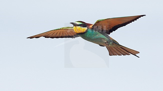 Bijeneter in de vlucht; European Bee-eater in flight stock-image by Agami/Markus Varesvuo,