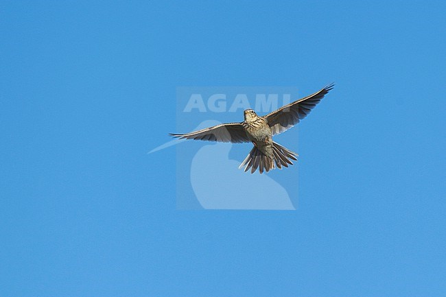 Singing Eurasian Skylark (Alauda arvensis) in the blue sky stock-image by Agami/Mathias Putze,