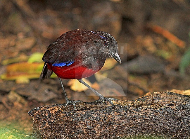 Graceful pitta (Erythropitta venusta) perched on the ground of rain forests of Sumatra in Indonesia. stock-image by Agami/Pete Morris,