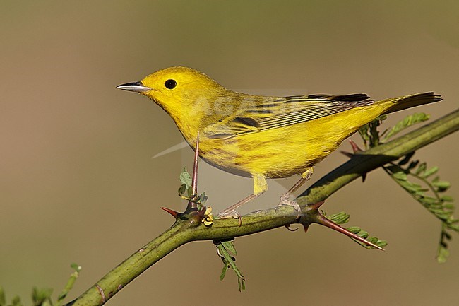 Adult male 
Galveston Co., TX 
April 2011 stock-image by Agami/Brian E Small,