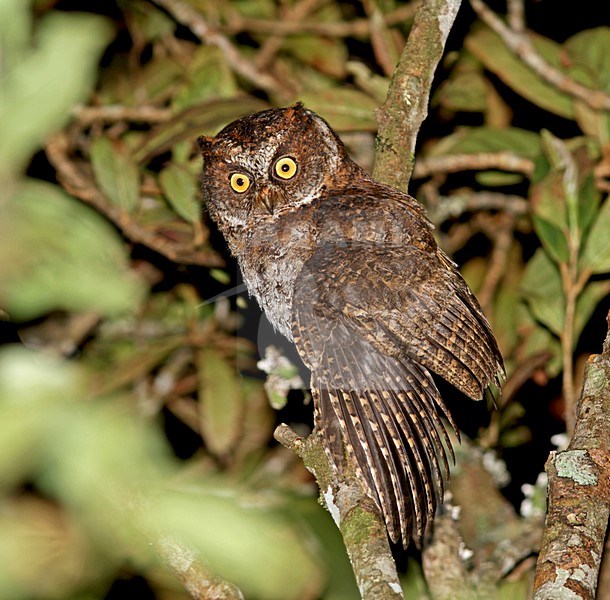 Luzondwergooruil, Luzon Scops-Owl, Otus longicornis stock-image by Agami/Pete Morris,