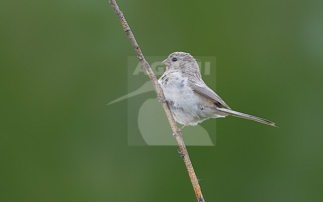 Adult female Long-tailed Rosefinch (Carpodacus sibiricus sibiricus) perched on a branch in Ekaterinburg, Russian Federation. stock-image by Agami/Vincent Legrand,