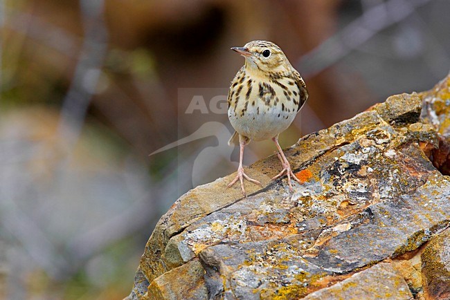 Zittende Boompieper; Tree Pipit perched stock-image by Agami/Daniele Occhiato,