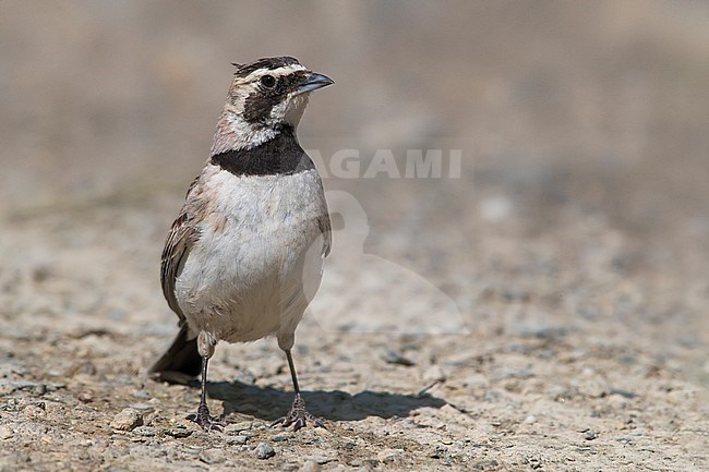 Brandt's Horned Lark; Eremophila alpestris brandti stock-image by Agami/Daniele Occhiato,