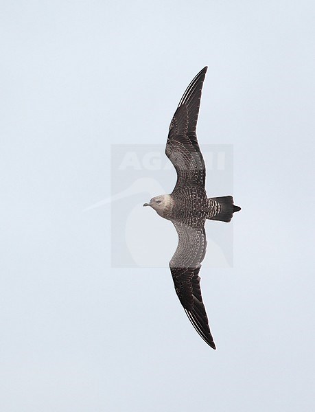 Long-tailed Skua (1cy) at Mellby Strand, Halland, Sweden stock-image by Agami/Helge Sorensen,