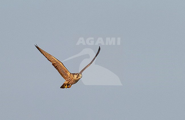 First winter Peregrine Falcon (Falco peregrinus callidus) hunting shore birds over Gulf of Thailand in winter, showing its under wing. stock-image by Agami/Edwin Winkel,