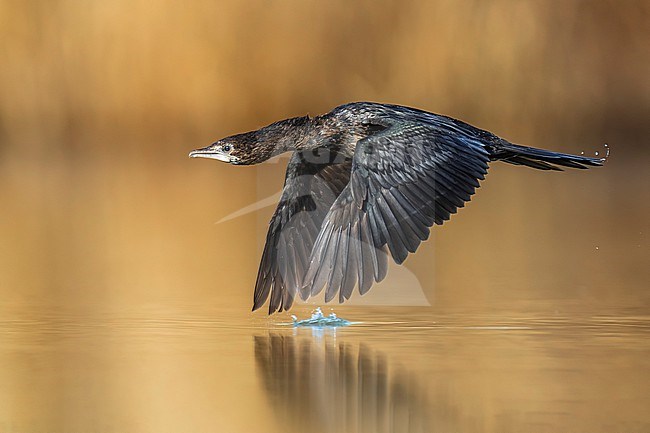 Pygmy Cormorant, Microcarbo pygmeus, in Italy. stock-image by Agami/Daniele Occhiato,