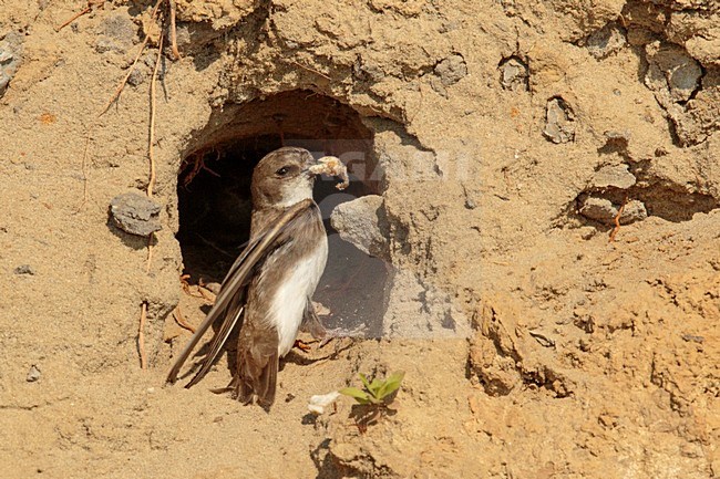 Oeverzwaluw ruimt uitwerpselen op van nest; Sand martin is cleaning stock-image by Agami/Walter Soestbergen,