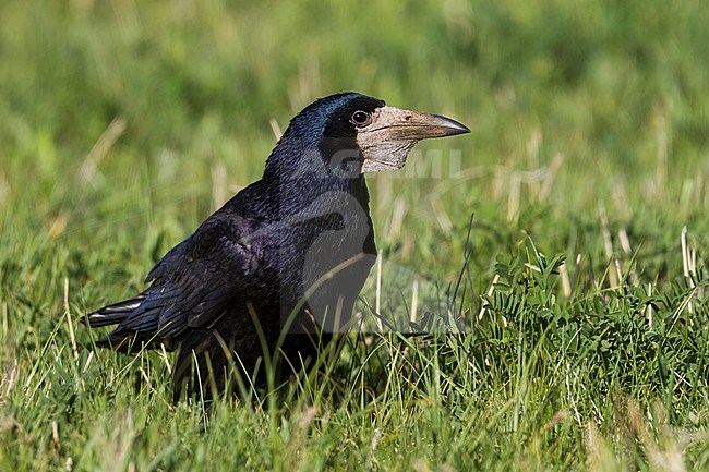 Rook - Saatkrähe - Corvus frugilegus ssp. frugilegus, Germany, adult stock-image by Agami/Ralph Martin,