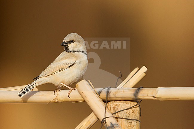 Desert Sparrow - WÃ¼stensperling - Passer simplex ssp. saharae, adult male, Morocco stock-image by Agami/Ralph Martin,