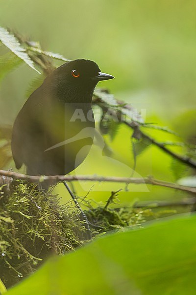 Lesser Melampitta (Melampitta lugubris) Perched on a branch in Papua New Guinea stock-image by Agami/Dubi Shapiro,