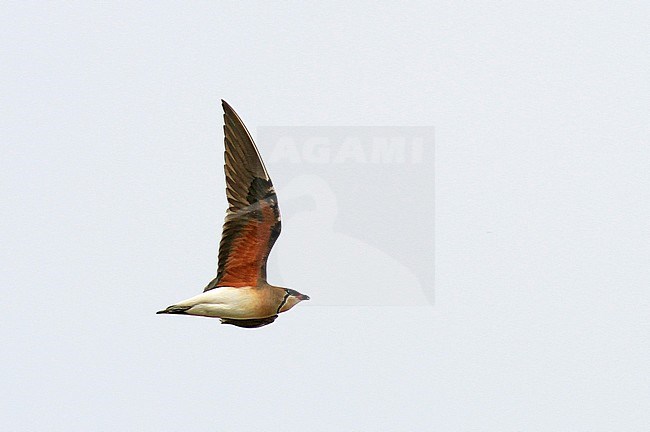 Adult Oriental Pratincole (Glareola maldivarum) flying overhead during spring migration in northeast China. stock-image by Agami/Pete Morris,