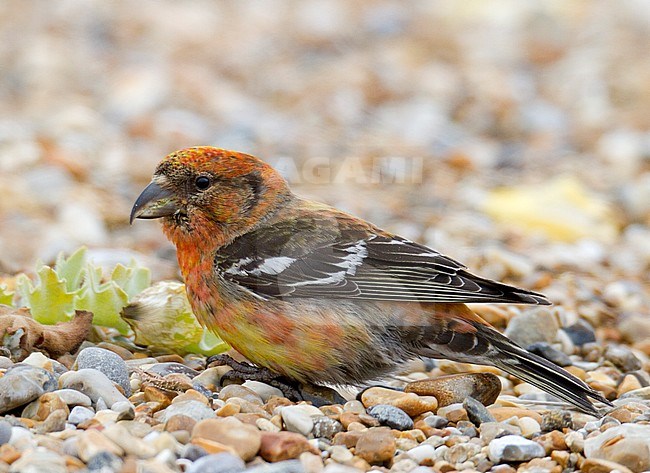 Orange first-winter male Two-barred Crossbill (Loxia leucoptera) at Cley, Norfolk, during a summer influx. Foraging on the ground. stock-image by Agami/Steve Gantlett,