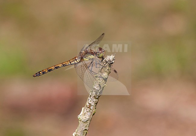 Imago Bruinrode heidelibel; Adult Common Darter stock-image by Agami/Fazal Sardar,