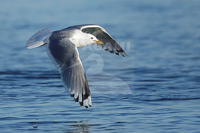 Adult breeding Short-billed Gull, Larus brachyrhynchus, during spring in Alaska, United States. stock-image by Agami/Brian E Small,