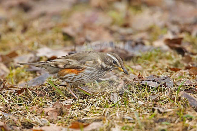 Koperwiek foeragerend op de grond; Redwing foraging on the ground stock-image by Agami/Markus Varesvuo,