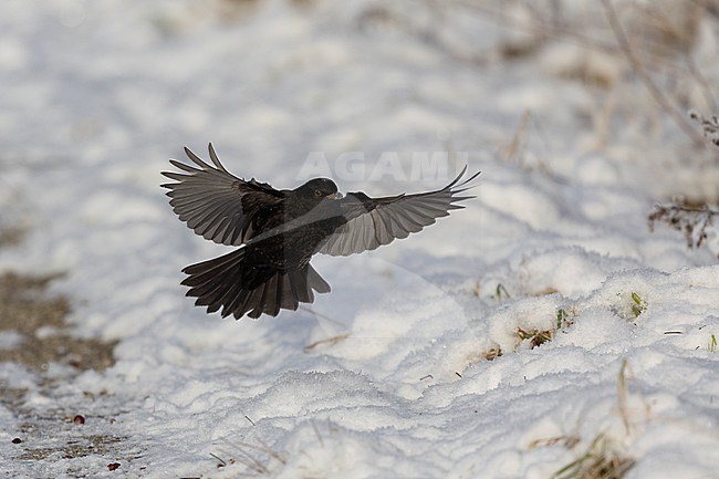 First-winter male Common Blackbird (Turdus merula) landing in snow at Rudersdal, Denmark stock-image by Agami/Helge Sorensen,