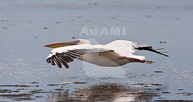 Roze Pelikaan in vlucht Namibie, Great White Pelican in flight Namibia stock-image by Agami/Wil Leurs,