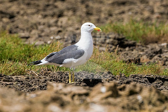 Hybrid Yellow-legged X Cape Gull in Khnifiss Lagoon , Morocco. stock-image by Agami/Vincent Legrand,