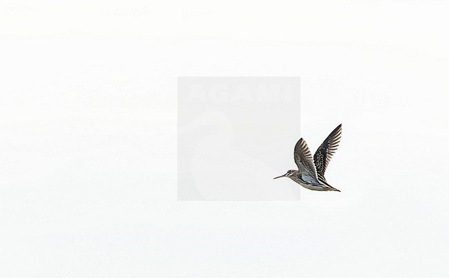 Flying Jack Snipe; Lymnocryptes minimus, on Vlieland, Netherlands. stock-image by Agami/Marc Guyt,