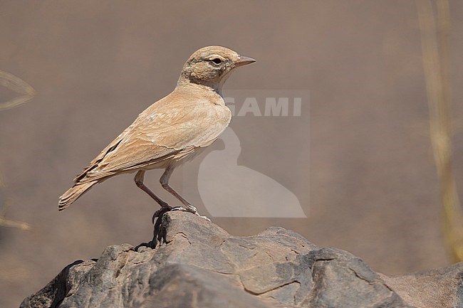 Bar-tailed Lark (Ammomanes cinctura arenicolor), adult standing on a stone stock-image by Agami/Saverio Gatto,