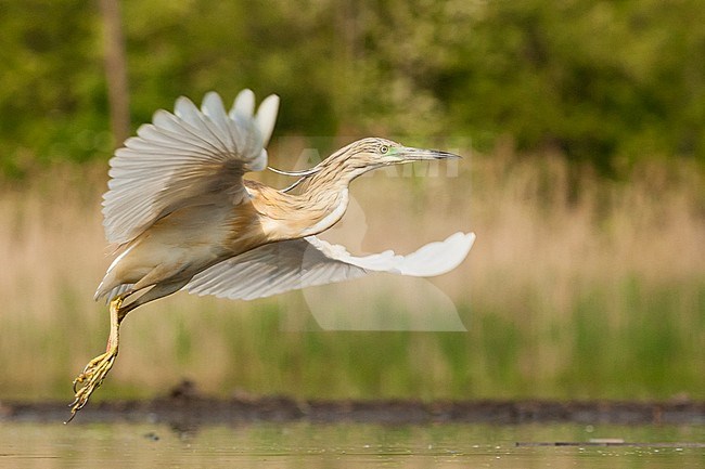 Ralreiger volwassen vliegend, Squacco Heron adult flying stock-image by Agami/Marc Guyt,