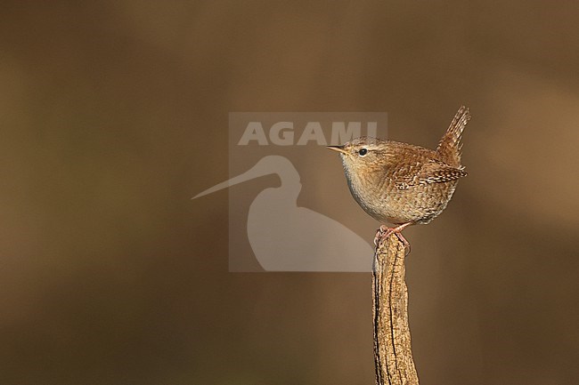 An Eurasian Wren (Troglodytes troglodytes) is perching on top of a stick with typical upwards errected tail stock-image by Agami/Mathias Putze,