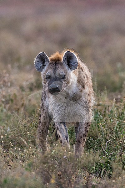 Portrait of a spotted hyena, Crocuta crocuta. Ndutu, Ngorongoro Conservation Area, Tanzania stock-image by Agami/Sergio Pitamitz,